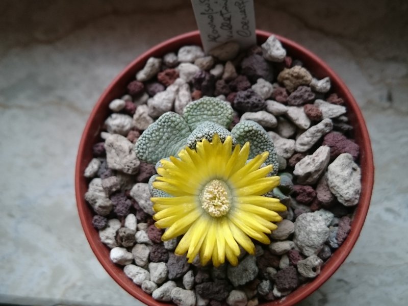 Aloinopsis luckhoffii cv. villetii 