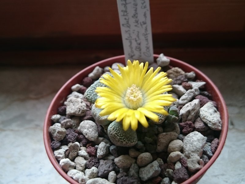 Aloinopsis luckhoffii cv. villetii 