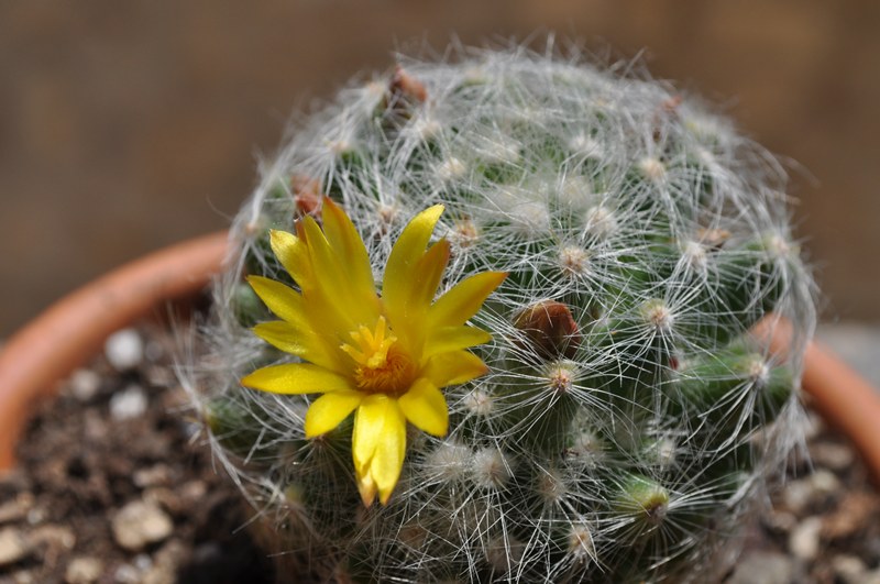 Mammillaria baumii 