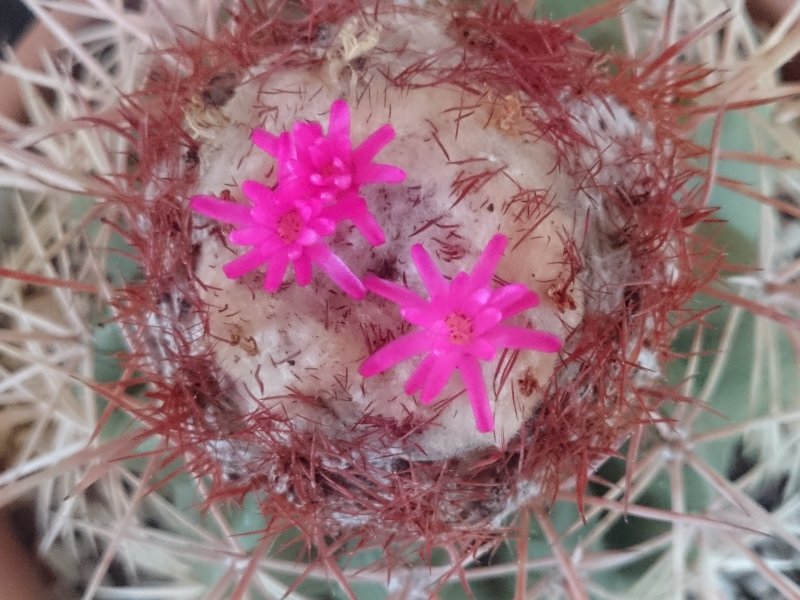 Melocactus curvispinus ssp. koolwijkianus 