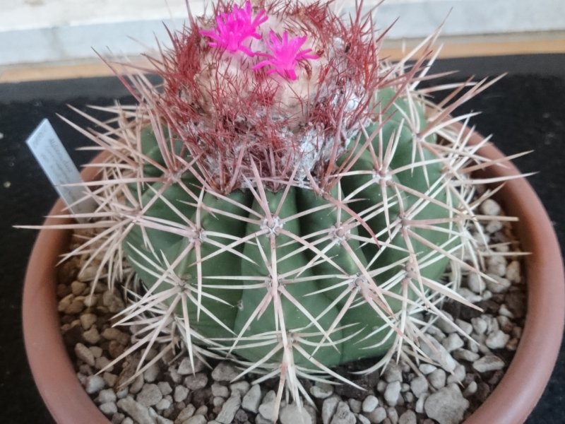 Melocactus curvispinus ssp. koolwijkianus 