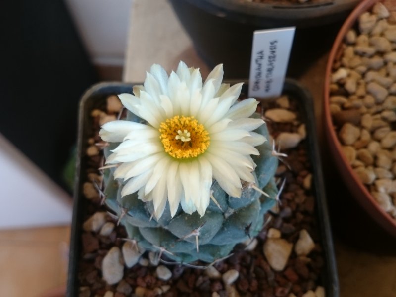 Coryphantha maiz-tablasensis 