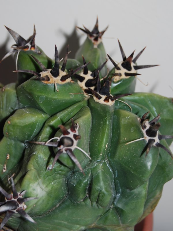 Ferocactus horridus f. brevispinus 