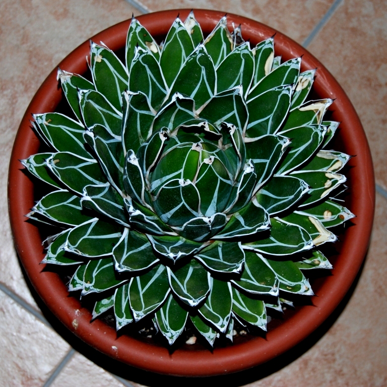 Agave victoriae-reginae 