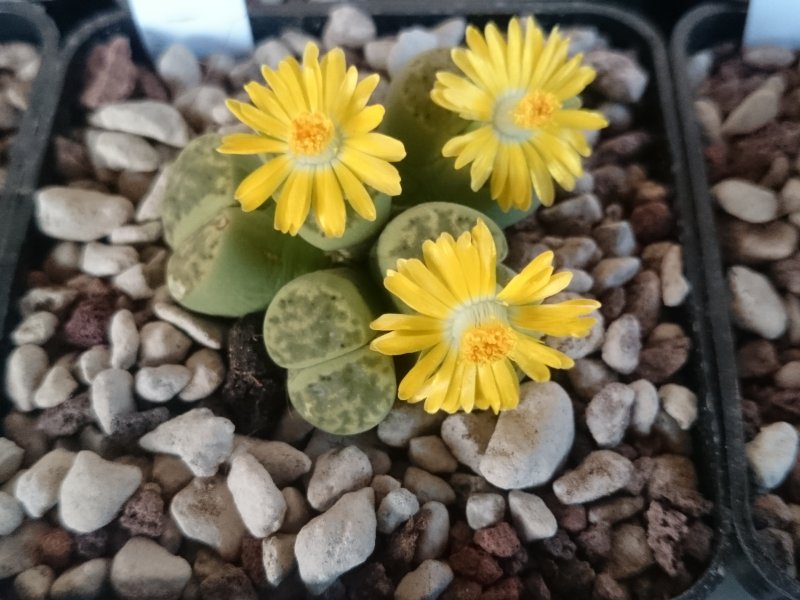 Lithops bromfieldii f. sulphurea 