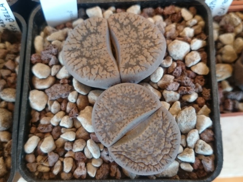 Lithops aucampiae C4