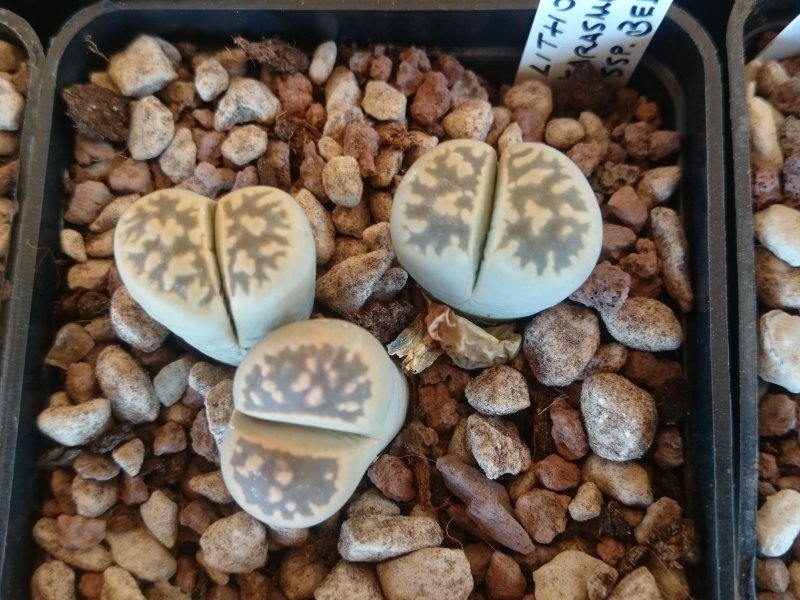 Lithops karasmontana ssp. bella C143a