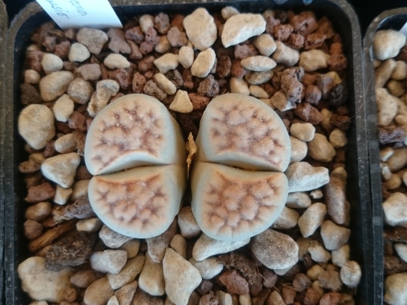 Lithops karasmontana C168