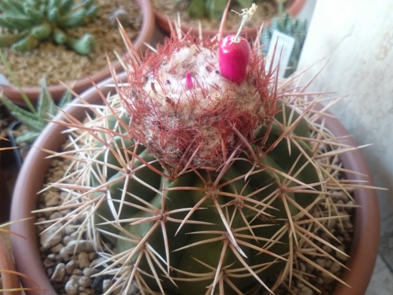 Melocactus curvispinus ssp. koolwijkianus 