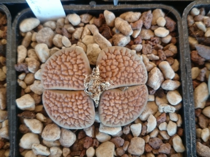 lithops hookeri