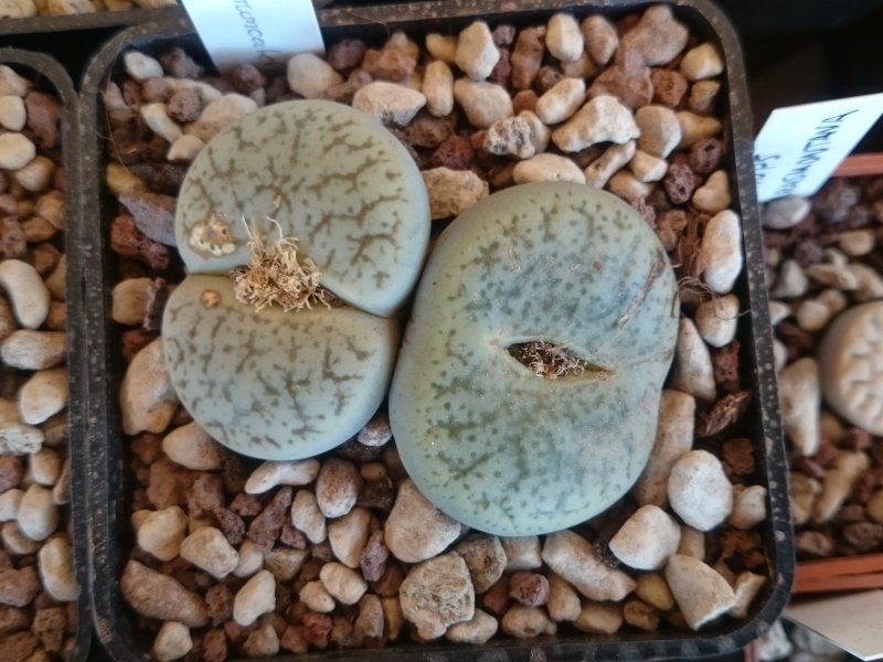 Lithops pseudotruncatella C67