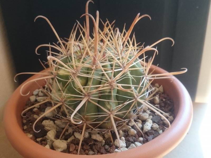 Ferocactus santa-maria 