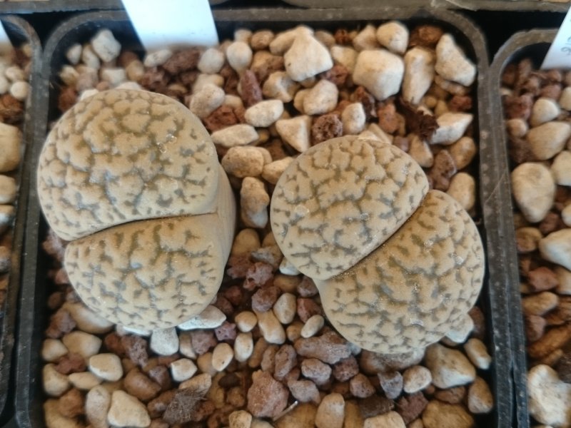 Lithops hookeri C113