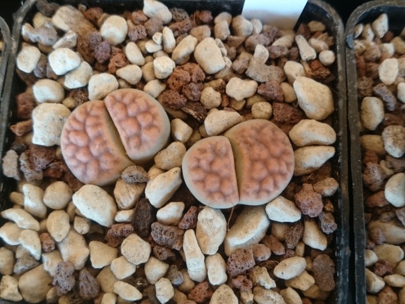 lithops karasmontana v. tischeri