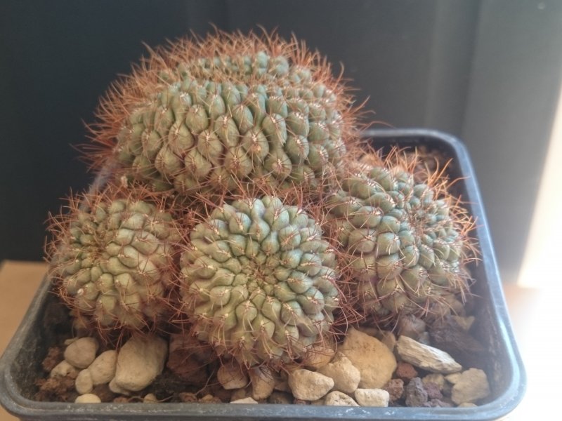 Sulcorebutia callichroma v. longispina HS78a