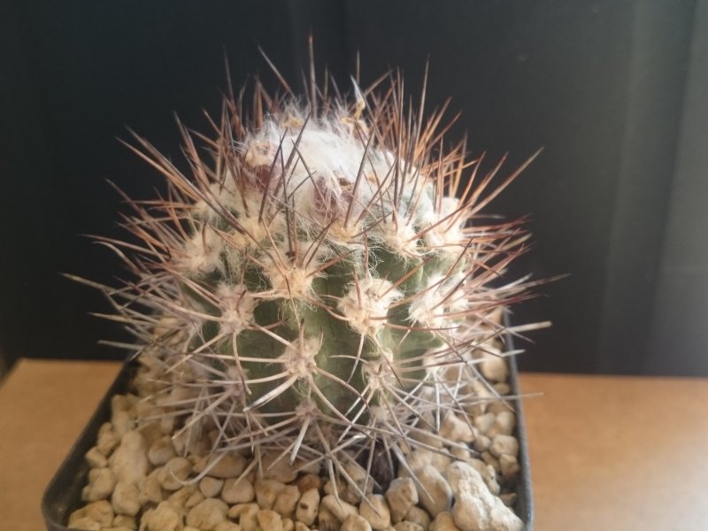 neoporteria eriocephala