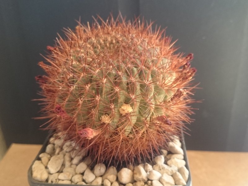 Sulcorebutia purpurea WF48/10