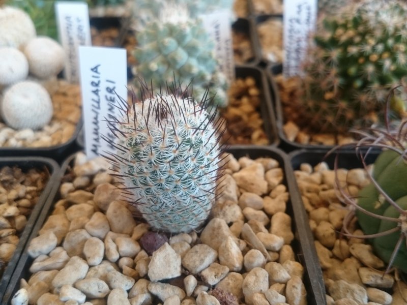 Mammillaria meissneri 