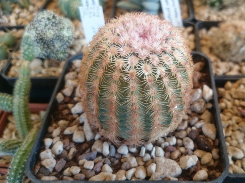 Echinocereus  pectinatus P372