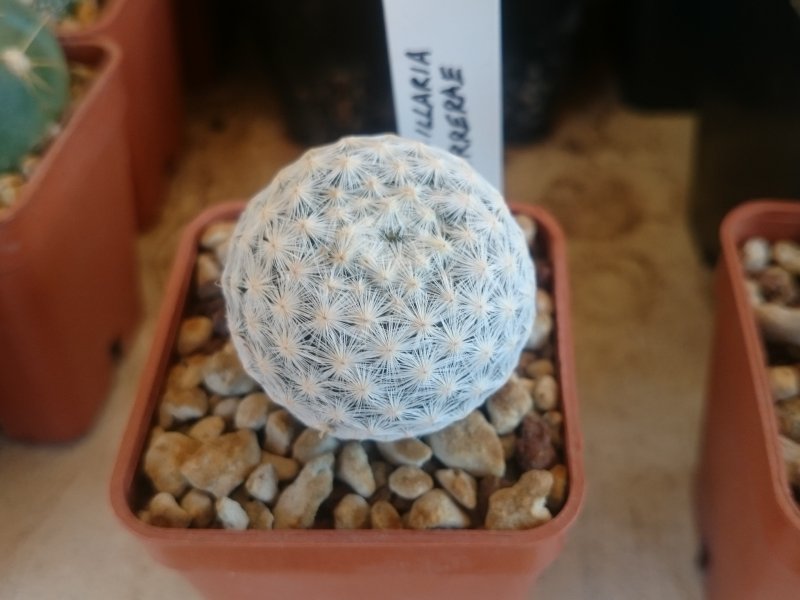 Mammillaria herrerae 