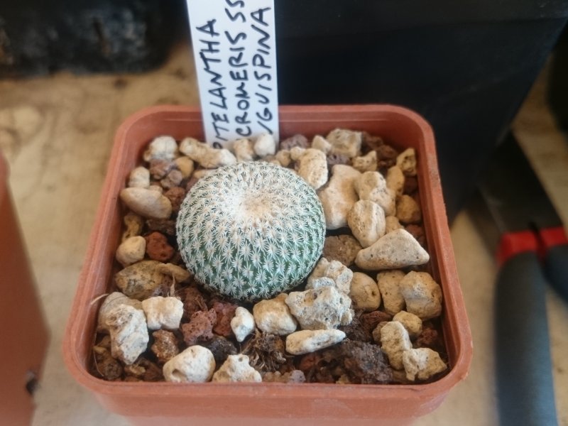 Epithelantha micromeris v. unguispina 