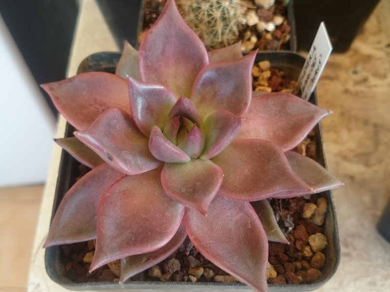 Echeveria agavoides cv. taurus 