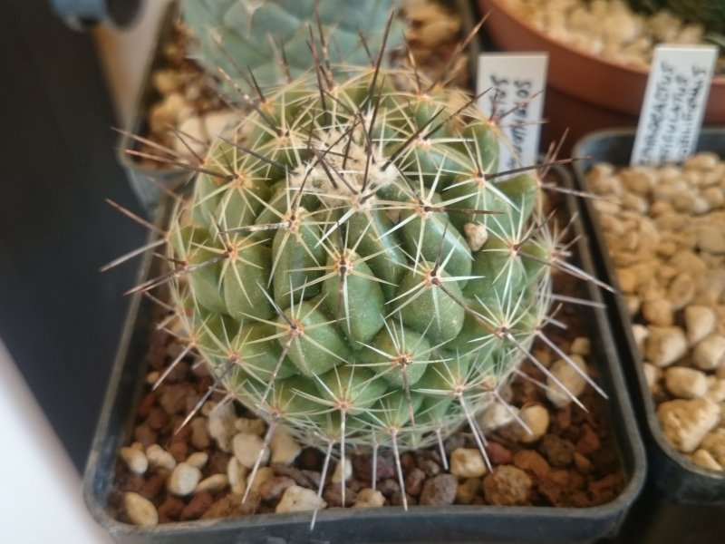 Thelocactus conothelos 