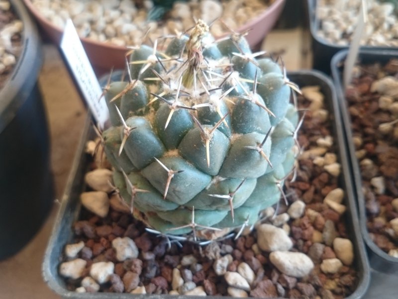 Coryphantha maiz-tablasensis 