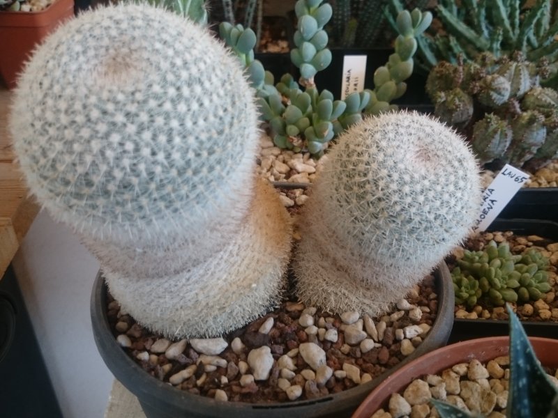 Mammillaria klissingiana 