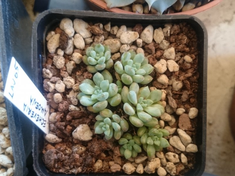 echeveria amoena