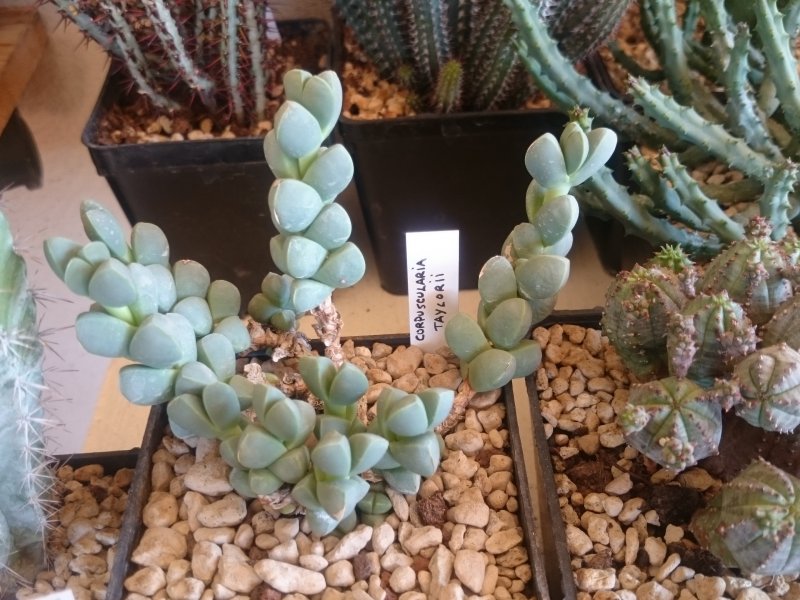 Corpuscularia taylorii 