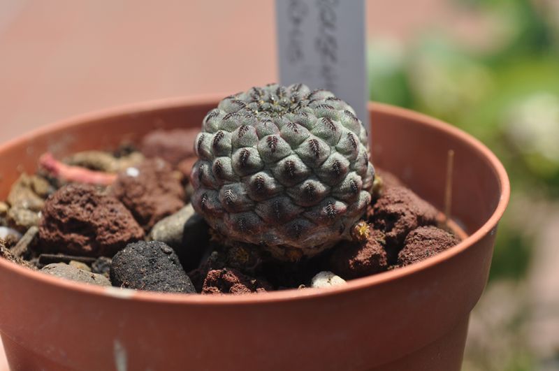 sulcorebutia rauschii cv. violacidermis