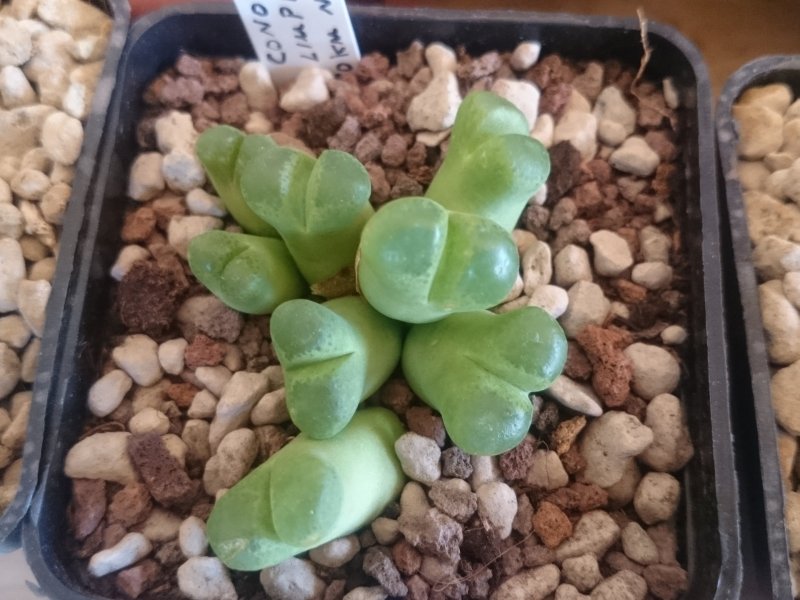 Conophytum limpidum 