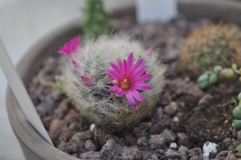 Mammillaria laui 