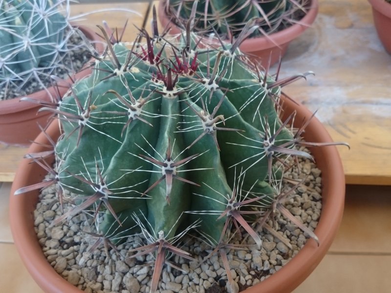 Ferocactus wislizeni ssp. herrerae 