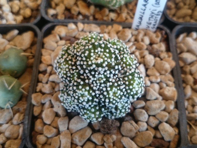 Mammillaria luethyi 