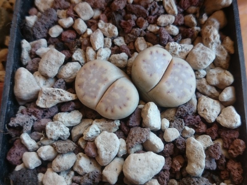 Lithops julii ssp. fulleri F089Z