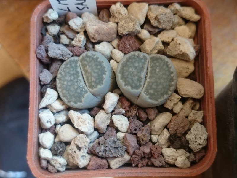 Lithops salicola C351