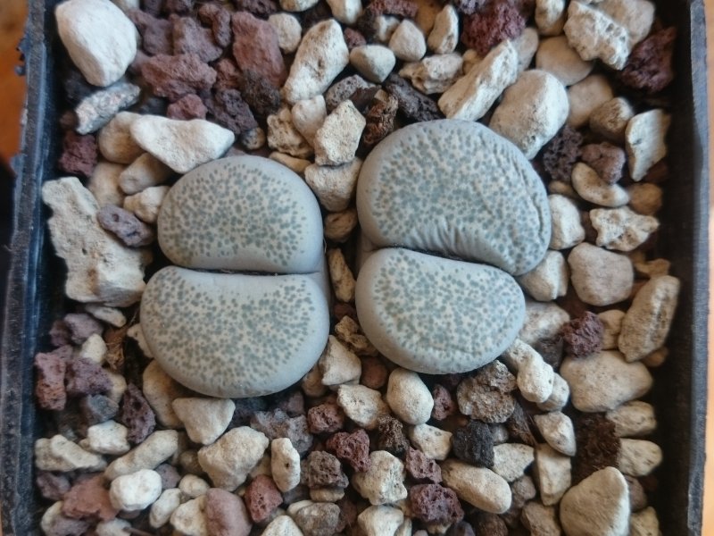 Lithops terricolor 