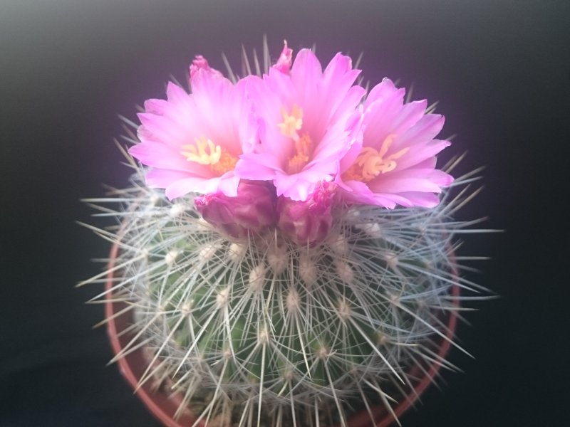 Thelocactus macdowellii 