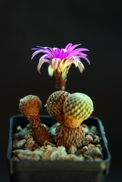 Turbinicarpus pseudopectinatus 