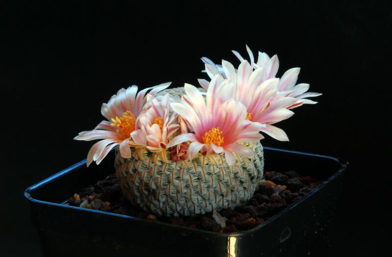 Mammillaria pectinifera 