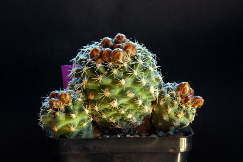 Pediocactus despainii SB1014