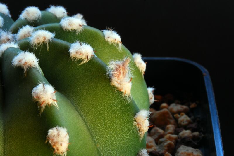 Echinopsis subdenudata 