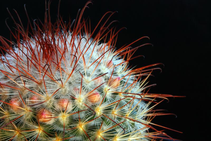 Mammillaria bombycina 