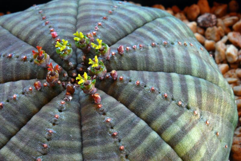 Euphorbia obesa 