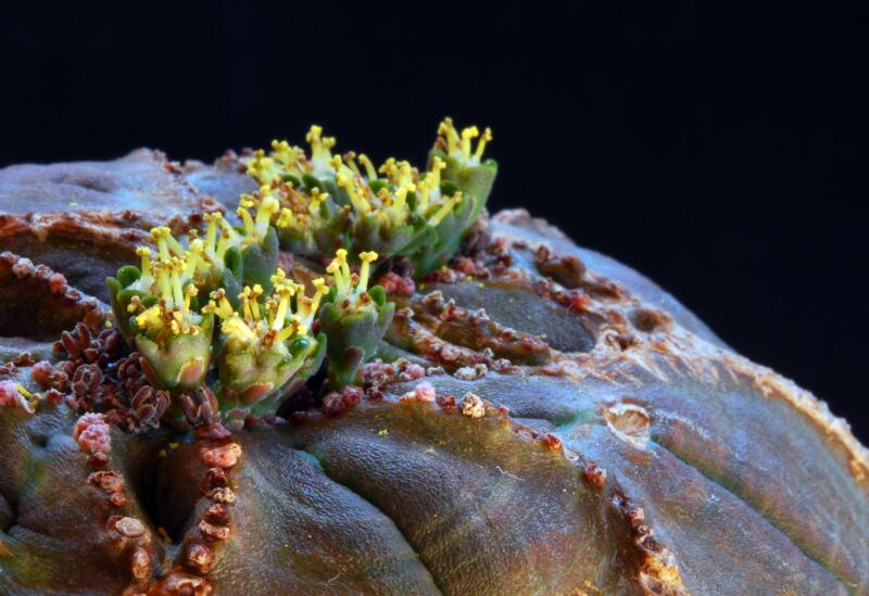 Euphorbia obesa 