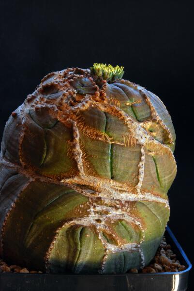 Euphorbia obesa 