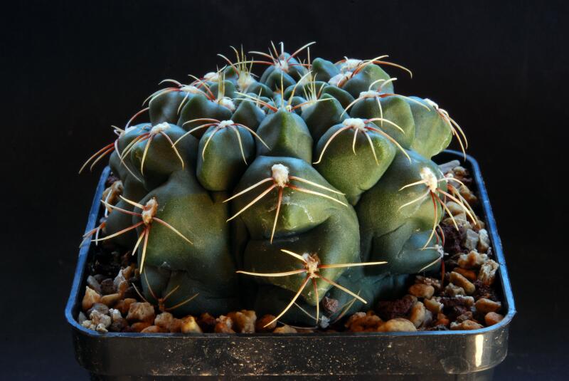 Gymnocalycium baldianum 