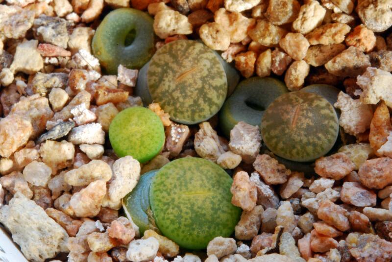 lithops lesliei albinigold